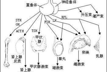 脑垂体微腺瘤，垂体微腺瘤是癌症吗图6