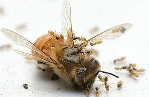 养蜂怎样防蚂蚁图1
