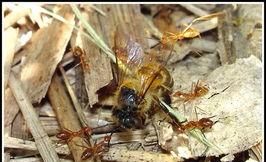 养蜂怎样防蚂蚁图2