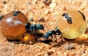养蜂怎样防蚂蚁图4
