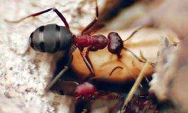 养蜂怎样防蚂蚁图5