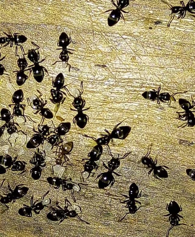养蜂怎样防蚂蚁图7
