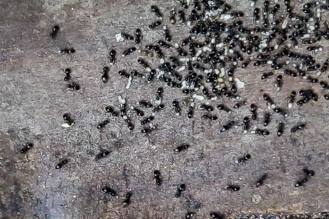 养蜂怎样防蚂蚁图8