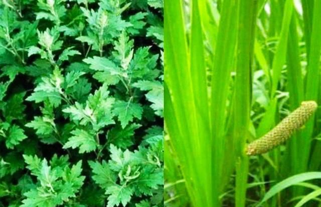 端午节艾草，端午节挂艾草有什么作用图11