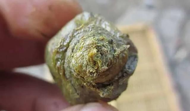 蜂王浆和蜂胶的区别是什么一下蜂王浆冻干粉好，还是蜂胶好图5