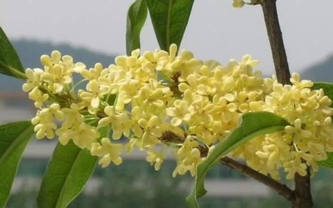 秋天开什么花