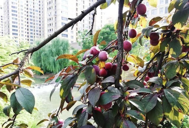 紫叶李的果子能吃吗，公园里的紫叶李的果子能吃吗图10
