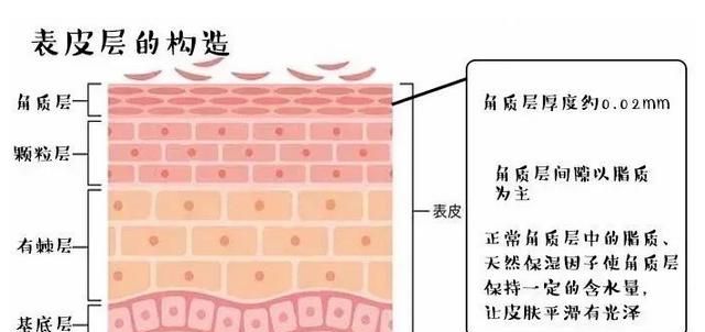 怎样缩小脸上的毛孔粗大图4