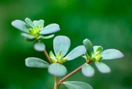 马齿苋的药用价值，农村野菜马齿苋的经典吃法图2