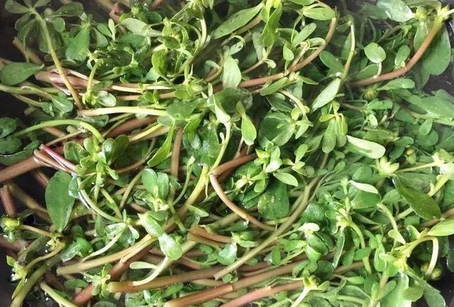 马齿苋的药用价值，农村野菜马齿苋的经典吃法图3