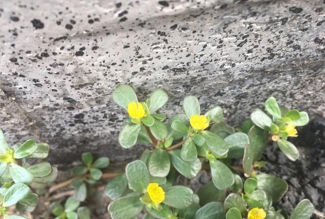 马齿苋的药用价值，农村野菜马齿苋的经典吃法图5