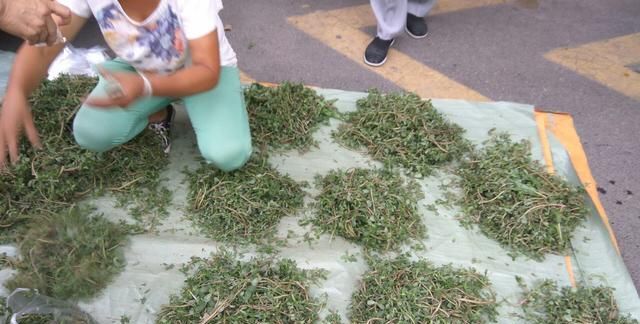 马齿苋的药用价值，农村野菜马齿苋的经典吃法图6