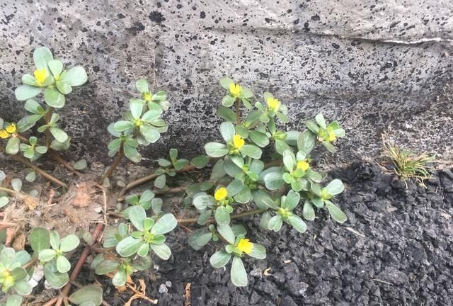 马齿苋的药用价值，农村野菜马齿苋的经典吃法图8