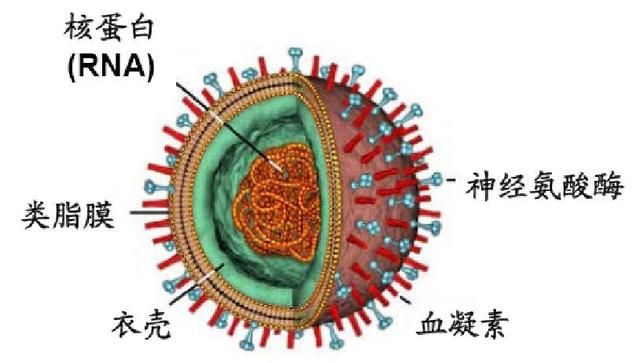 a型流感病毒，新型猪流感病毒有哪些症状图1