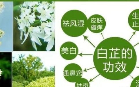 中药面膜