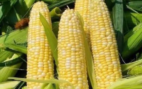 玉米十叶期需要打什么叶面肥