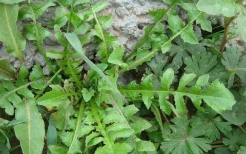 荠荠菜图片，荠荠菜跟什么包饺子好吃