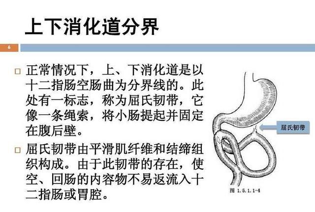 下消化道，上消化道与下消化道出血的区别图2