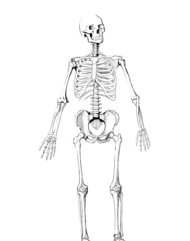 以画好人体为目的，除了艺用解剖书外还需要购买医用解剖书吗需不需要人体骨骼模型图5