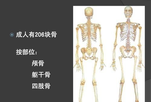 以画好人体为目的，除了艺用解剖书外还需要购买医用解剖书吗需不需要人体骨骼模型图7
