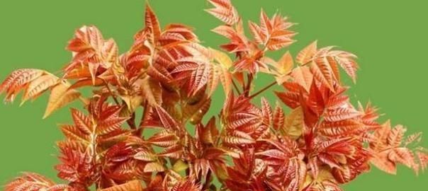 香椿芽怎么保存才新鲜，香椿芽怎样保存到冬天吃图2