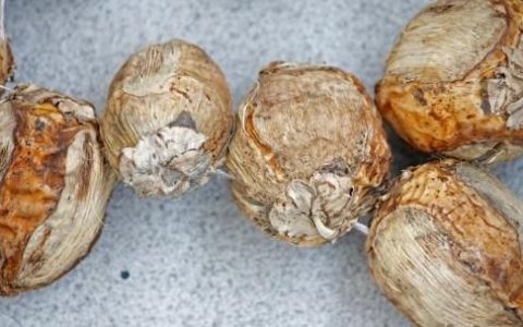 槟榔的功效与作用图片，槟榔的功效和作用及禁忌