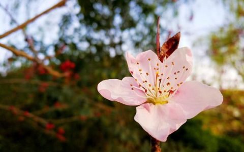 黑枸杞的市场价，黑枸杞的市场价格