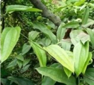 茯苓粉面膜，茯苓粉和酸奶能做面膜吗图2