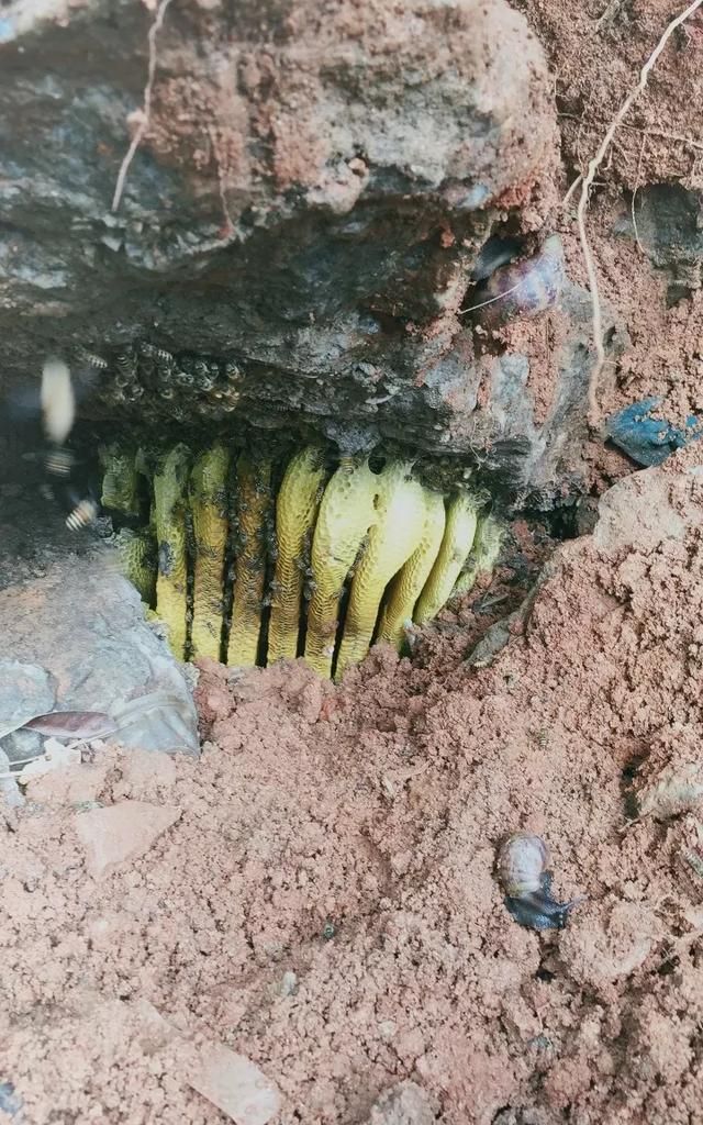樟脑丸对蜜蜂有伤害影响吗图1
