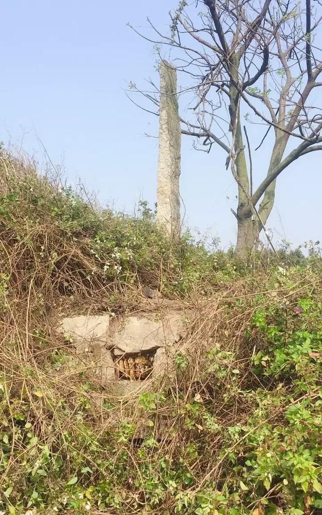 樟脑丸对蜜蜂有伤害影响吗图3