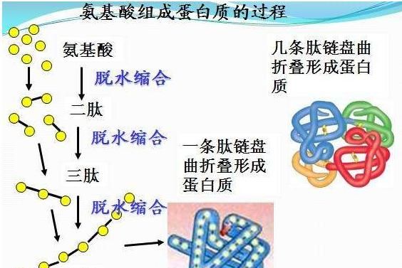 富含色氨酸的食物，孕妇补充氨基酸食物有哪些图2
