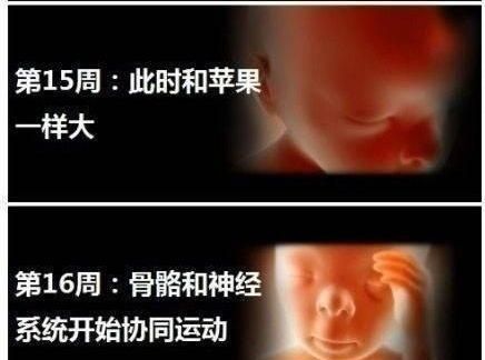 怀孕四个月男胎儿图，怀孕四个月胎儿在哪个位置示意图图2