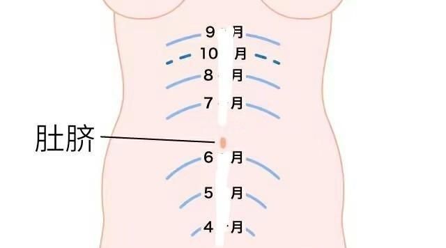 怀孕四个月男胎儿图，怀孕四个月胎儿在哪个位置示意图图3