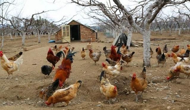 如何预防h7n9禽流感，养鸡如何预防禽流感图1