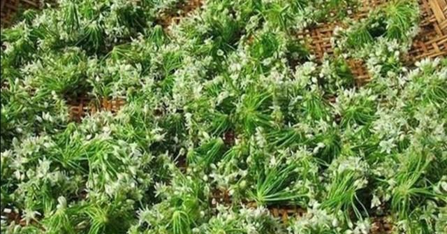 什么时候的韭菜花好吃图6