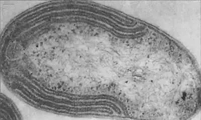 硝化细菌的作用，养鱼用的硝化细菌起什么作用图1