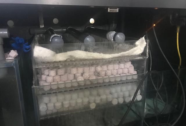 硝化细菌的作用，养鱼用的硝化细菌起什么作用图2