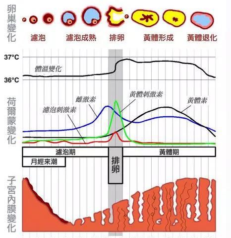 排卵期试纸，排卵期同房后十一天可以用试纸测吗图1