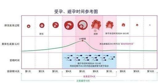 排卵期试纸，排卵期同房后十一天可以用试纸测吗图3