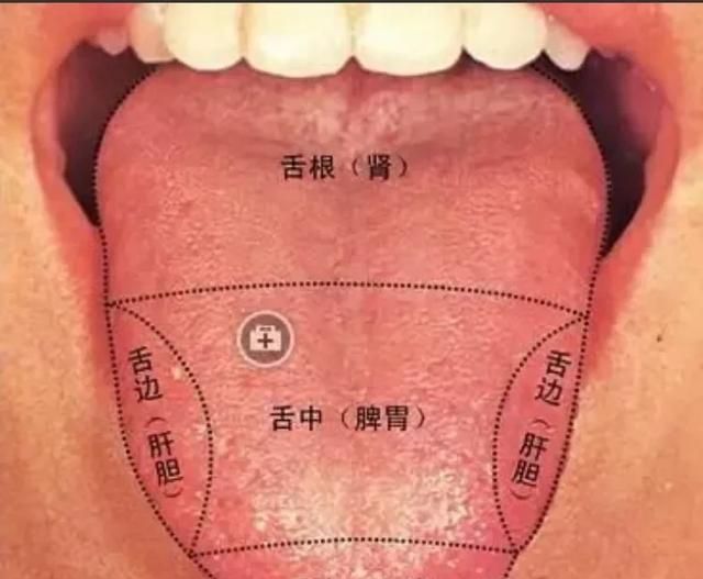 知柏地黄丸的功效作用，知柏地黄丸的功效和副作用是什么图4