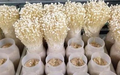 金针菇根怎么再生，金针菇根放什么可以快速长