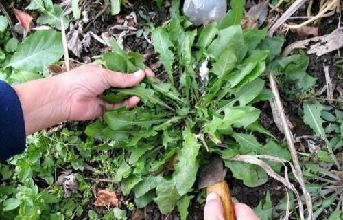 春食野菜正当时，你喜欢吃野菜吗我们在食用野菜的时候，是否有什么禁忌图1