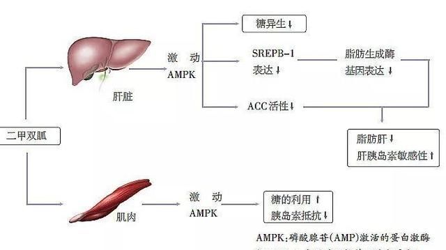 二甲双胍作用，二甲双胍到底有什么作用图2