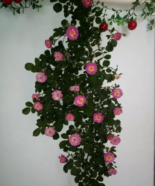 怎样把鲜花变成干花图5