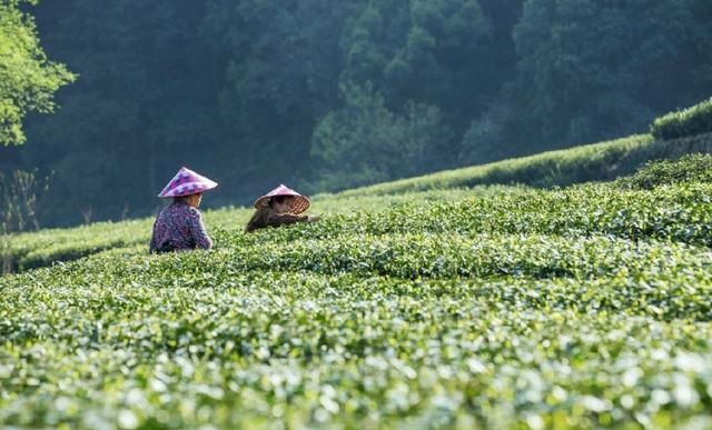 哪些茶属于青茶类的图6