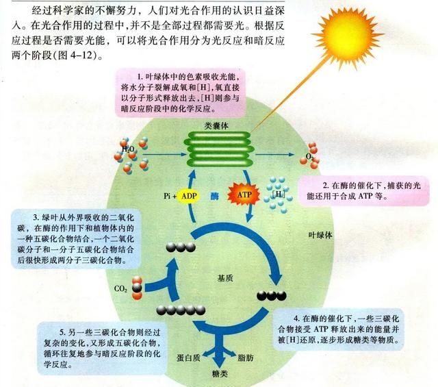 二氧化碳的用途，空气中的氧气和二氧化碳分别有什么作用图5