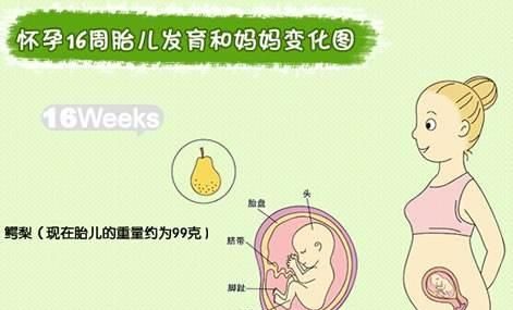 怀孕四个月胎儿图，怀孕四个月胎宝宝图片图5