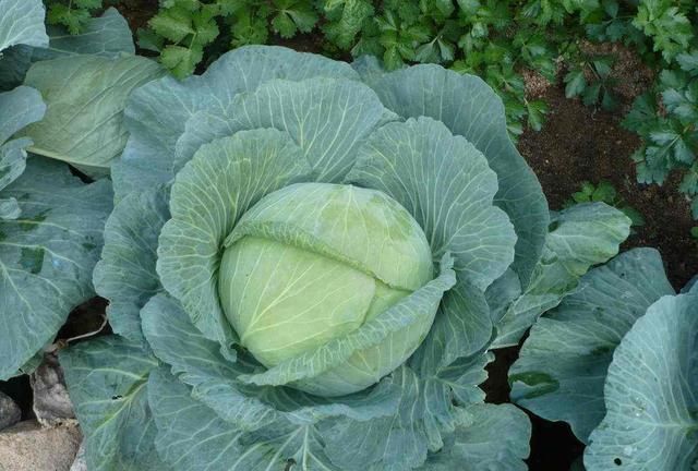 包菜炒肉，包菜粉丝炒肉的做法图5