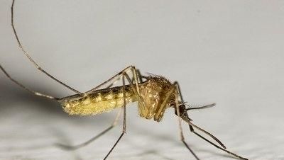 为什么有些人招蚊子，为什么有些人爱招阴东西图3