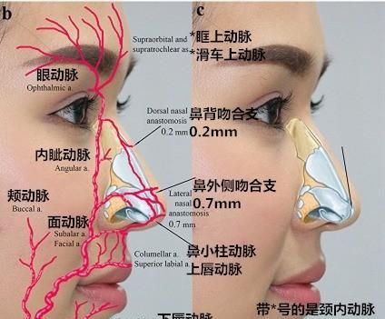 经常拉鼻尖能拉长吗图3